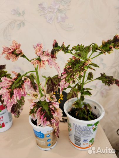 Колеусы