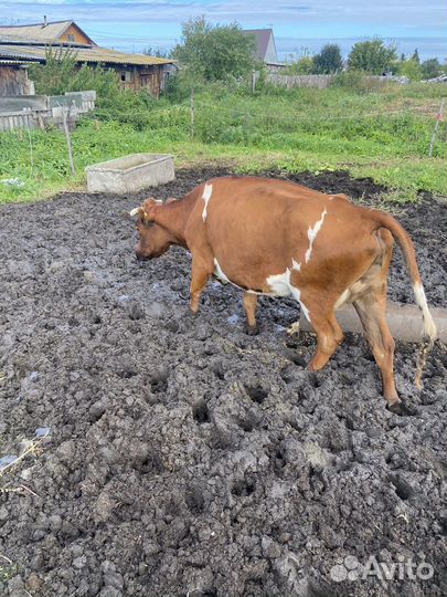 Продается корова