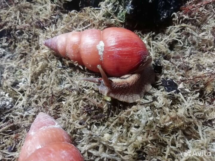 Лимиколярии оранж