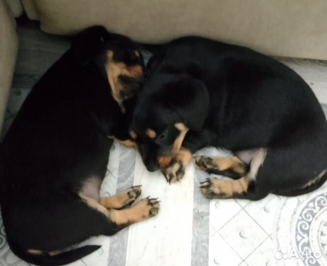 Щенки таксы