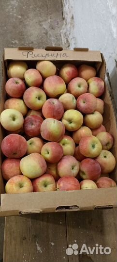 Яблоки оптом