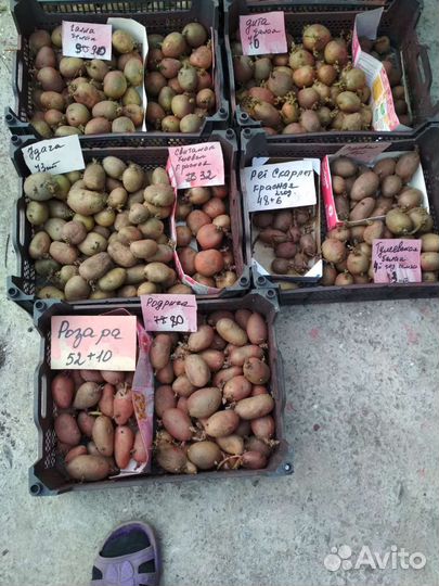 Семенной картофель