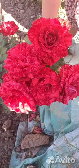 Кустовые розы саженцы