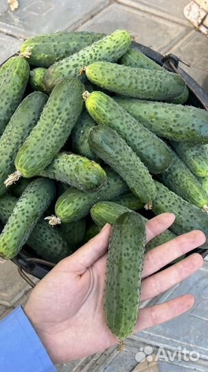 Огурцы Перцы Помидоры Хрен свежие домашние