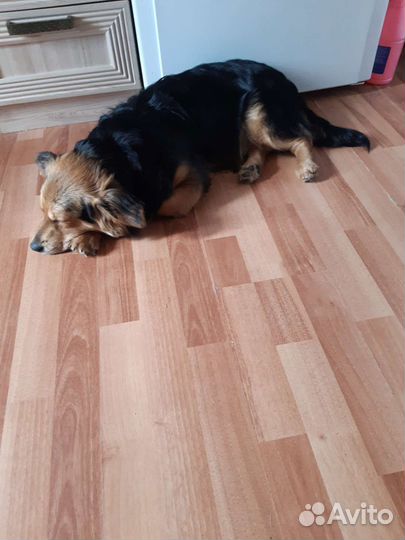 Собака в добрые руки отдам бесплатно