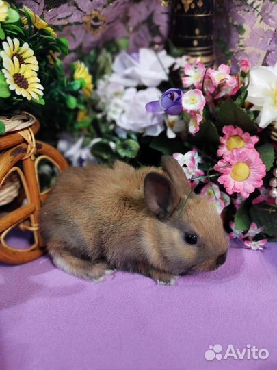 Карликовые кролики. Мини. От заводчика