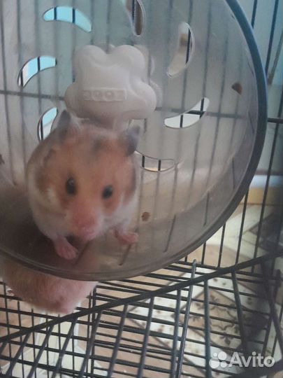 Продаю хомячков