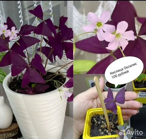 Кислица оксалис