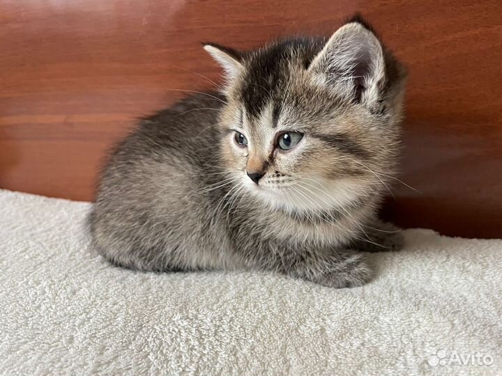 Шотландские котята