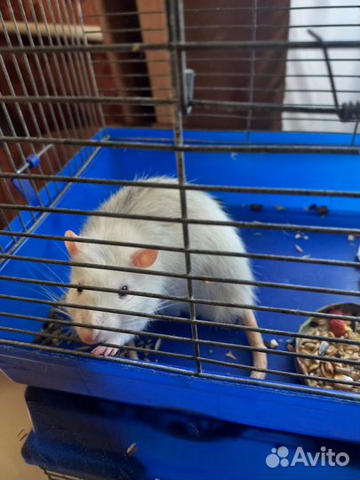 Отдам в добрые руки,очень добрый крыс