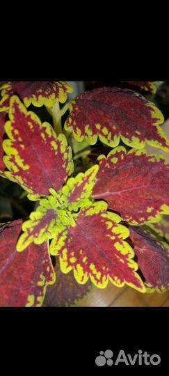 Комнатные растения