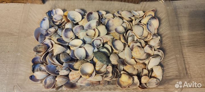 Морские ракушки