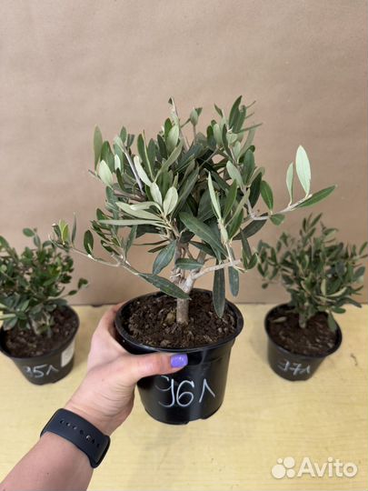 Оливковое дерево в горшке