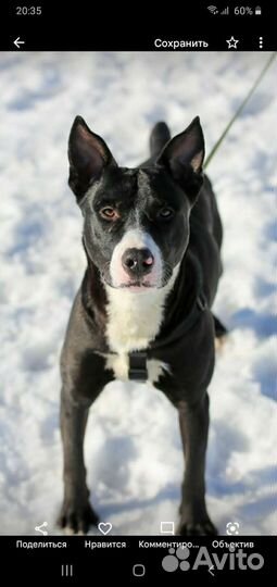 Шикарный красавец Метис стаффа Супер собакин Граф