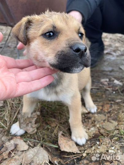 Щенки 1мес, в добрые руки