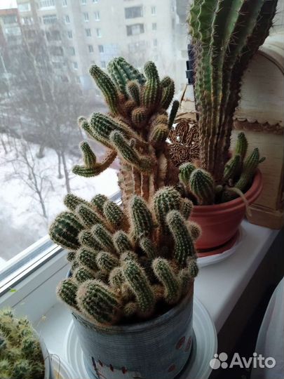 Кактусы композиция