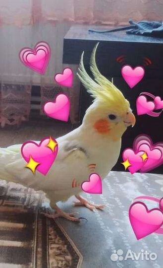 Попугай корелла с клеткой