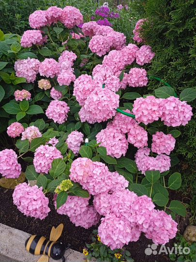 Гортензия широколистная