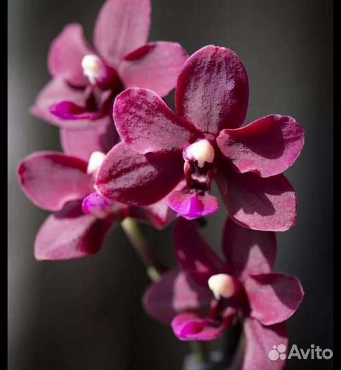 Орхидея фаленопсис подросток