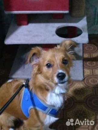 Домашняя передержка собак и кошек