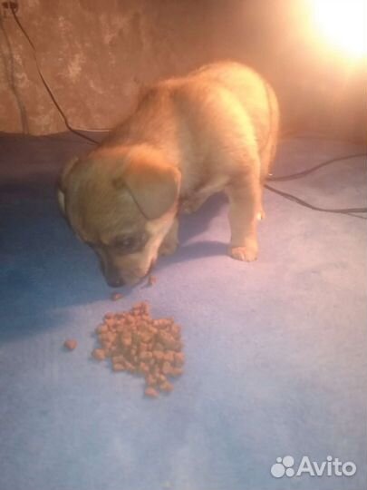 Собака в добрые руки щенок