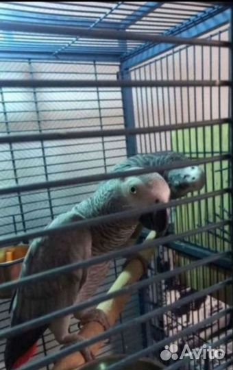 Продам птиц