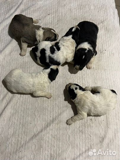 Средние азиатские овчарки