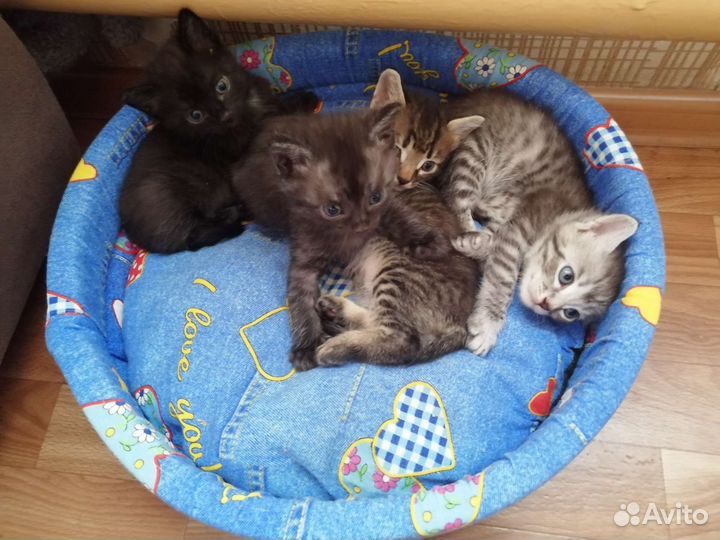 Котята в добрые руки бесплатно