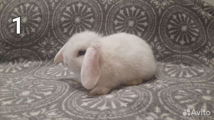 Мини карликовый кролик