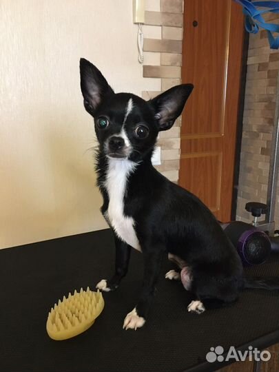 Услуги грумера