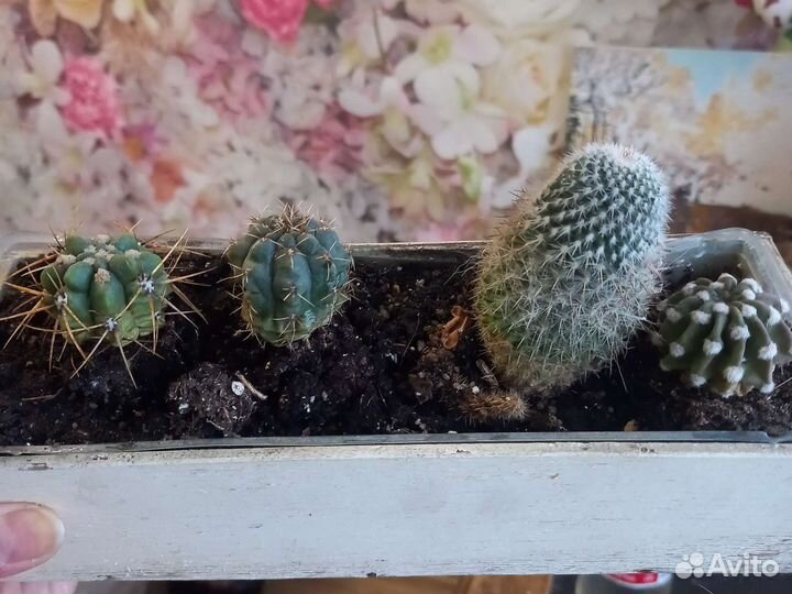 Комнатные растения, цветы