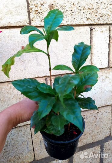 Цветы для дома. Растения