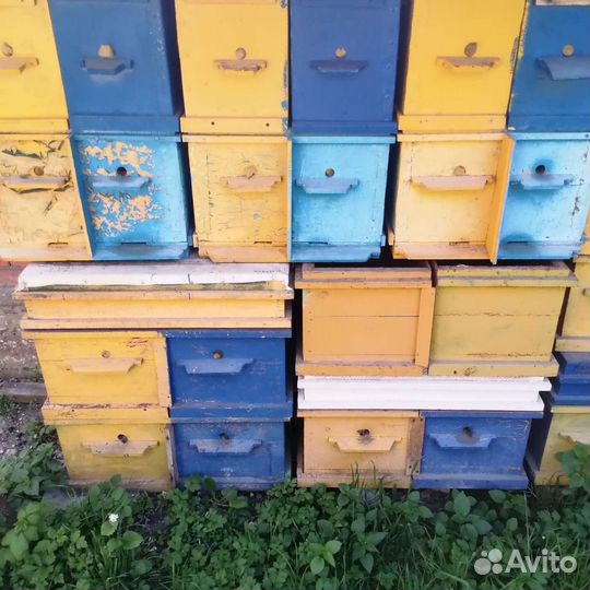 Ульи Рут, Дадан