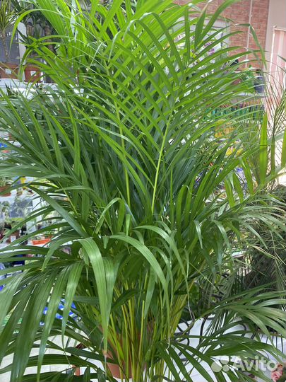 Пальма арека