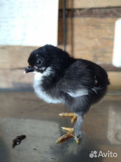 Цыплята