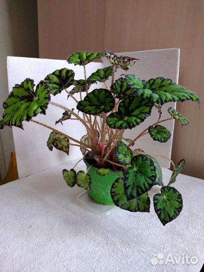 Бегония тигровая декоративнолиственная