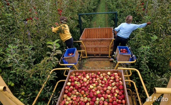 Сборщик на вахту