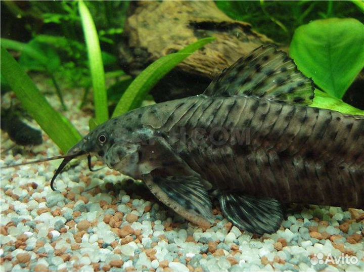 Сом таракатум