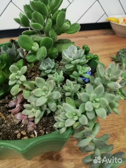 Суккуленты