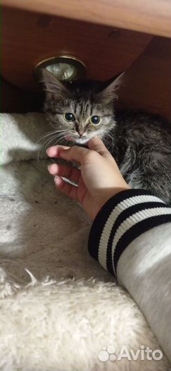 Котенок добрые руки