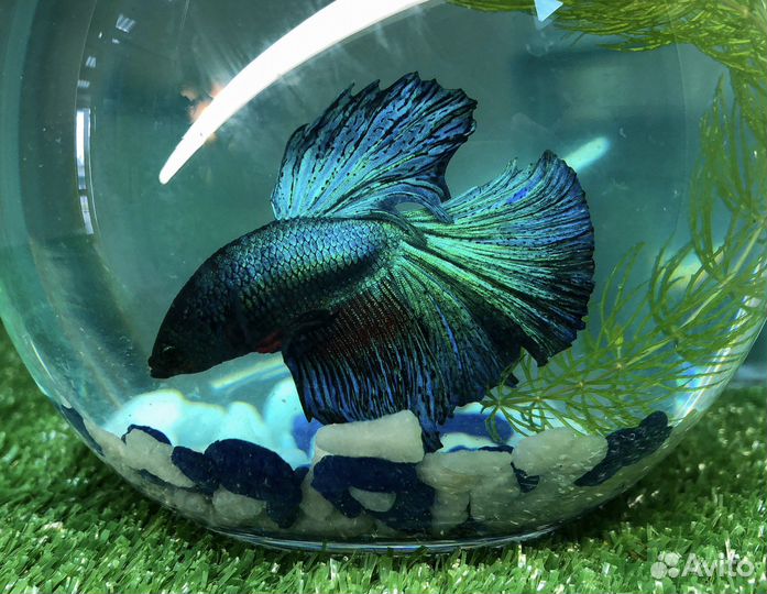 Рыбки петушка и корм для рыб (заморозка блистеры)