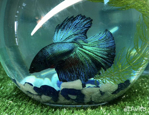 Рыбки петушка и корм для рыб (заморозка блистеры)