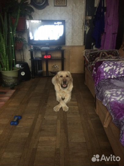 Домашняя мини гостиница для собак