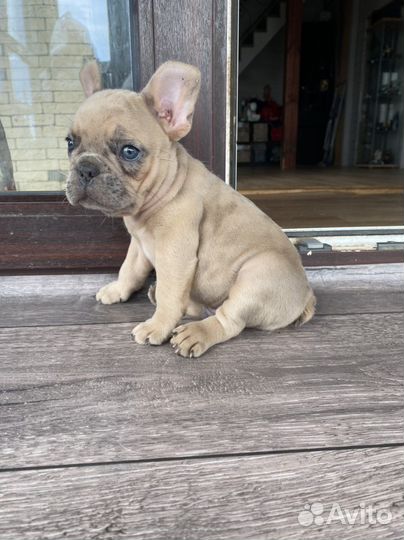 Французский бульдог