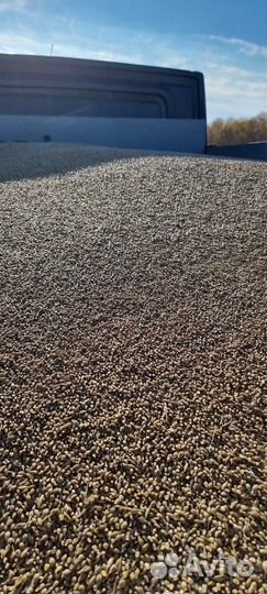 Зерно ячмень, пшеница