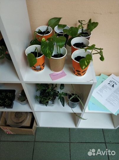 Свободный обмен растениями