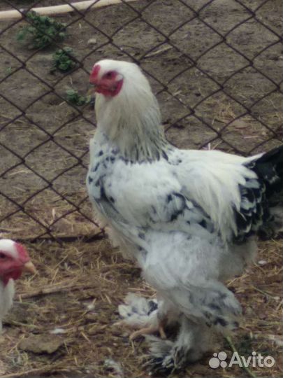 Петухи Брама - чистокровки