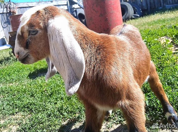 Козлик нубийский