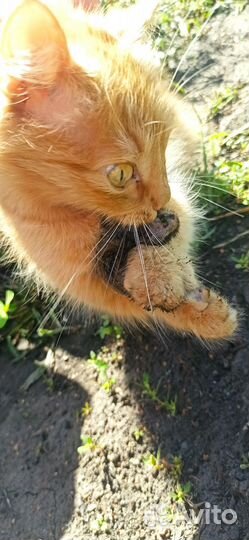 Котята от кошки крысоловки