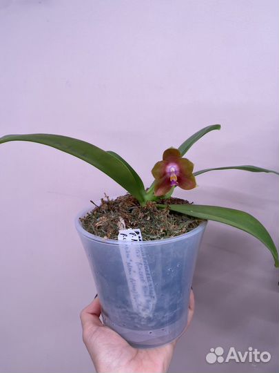 Орхидея цветет mituo Princess’ Black Beauty ‘x P